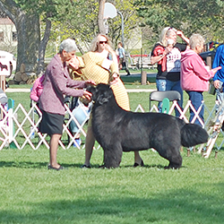breed show at the National Specialty
