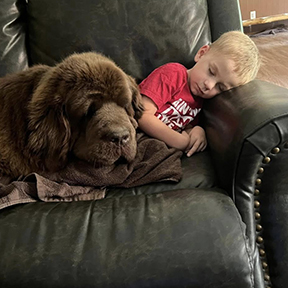 NCA Newfoundland Dog snuggling with a child